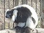 lemur